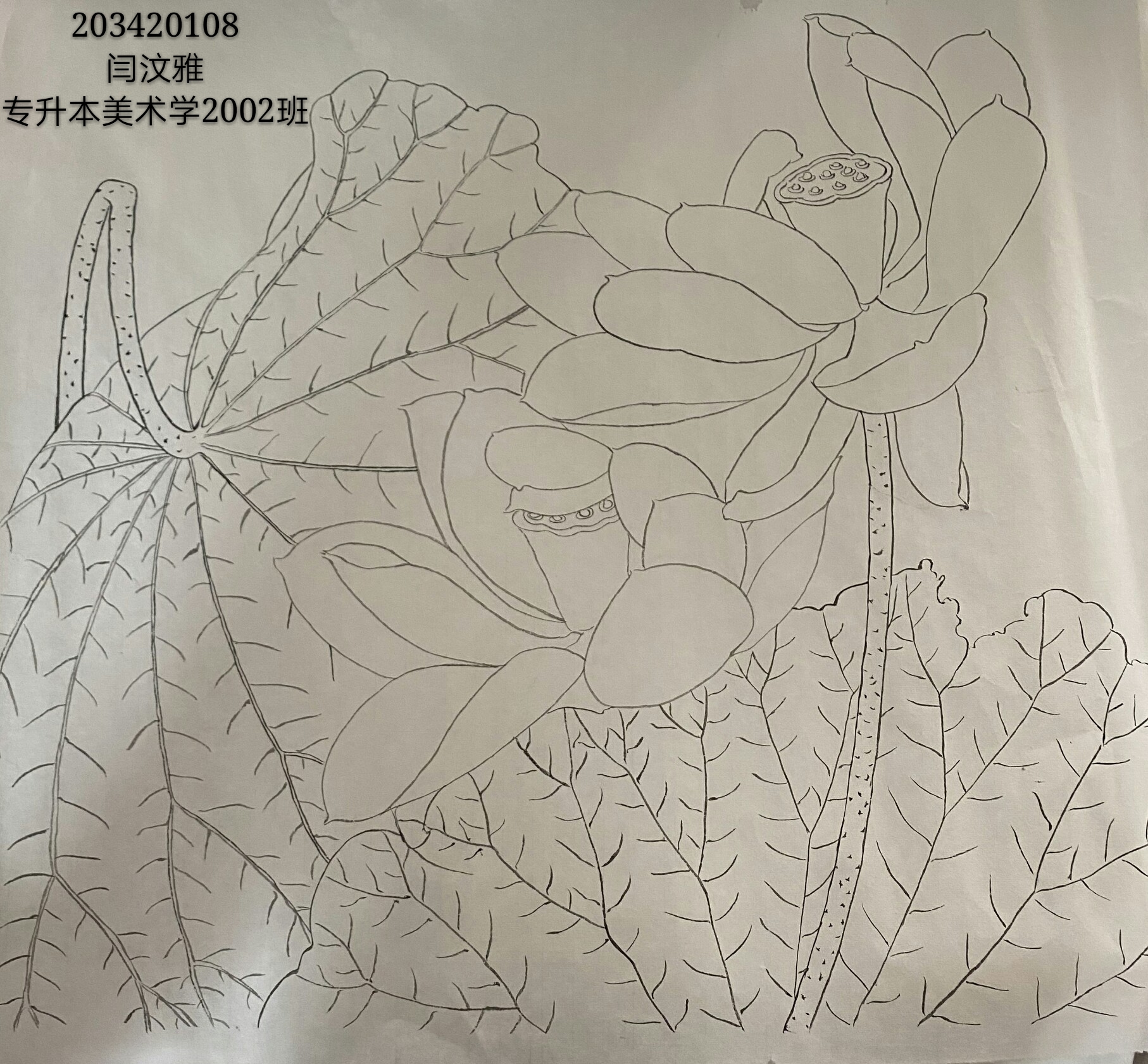 203420108闫汶雅专升本美术学2002班