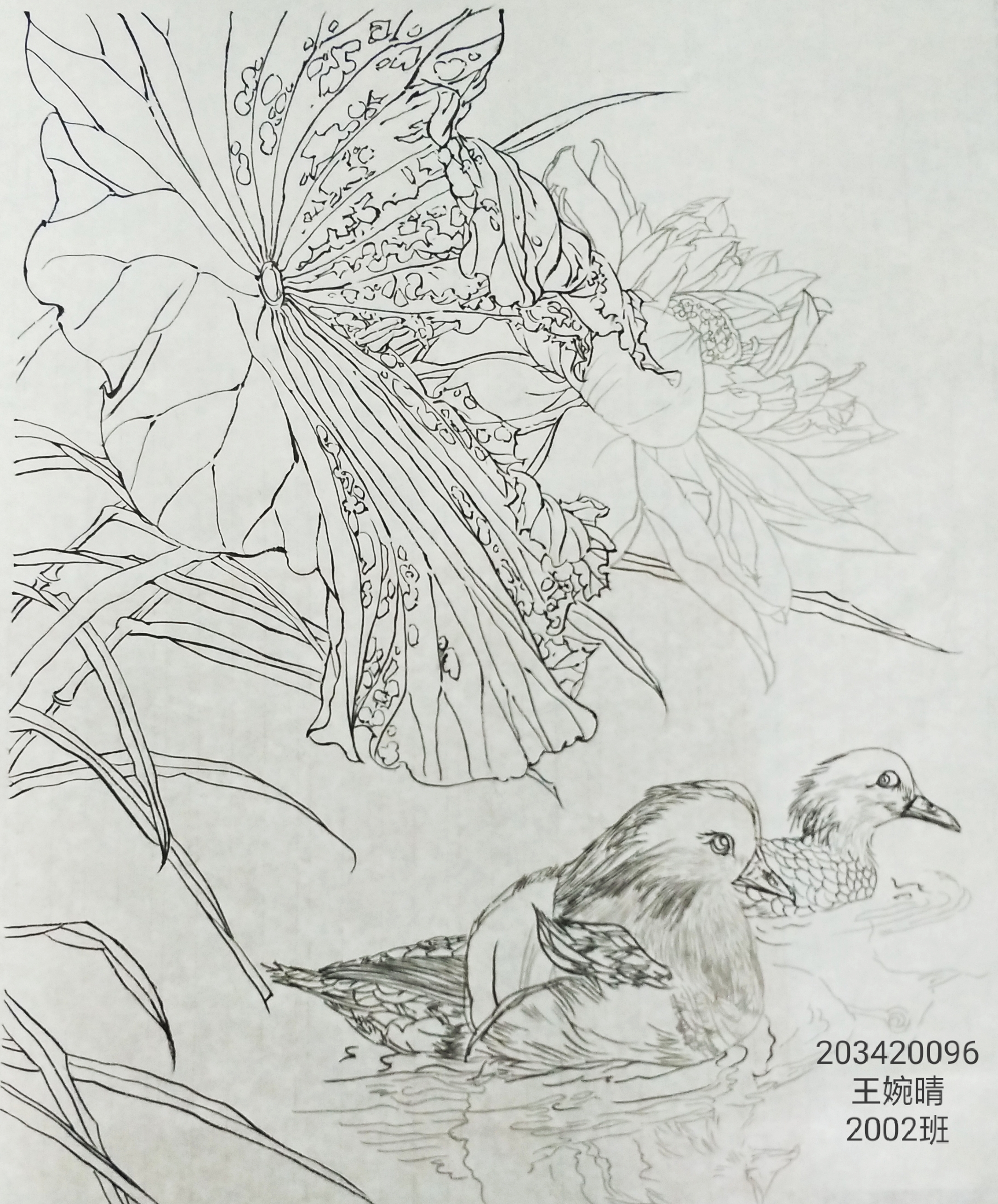 203420096 王婉晴。