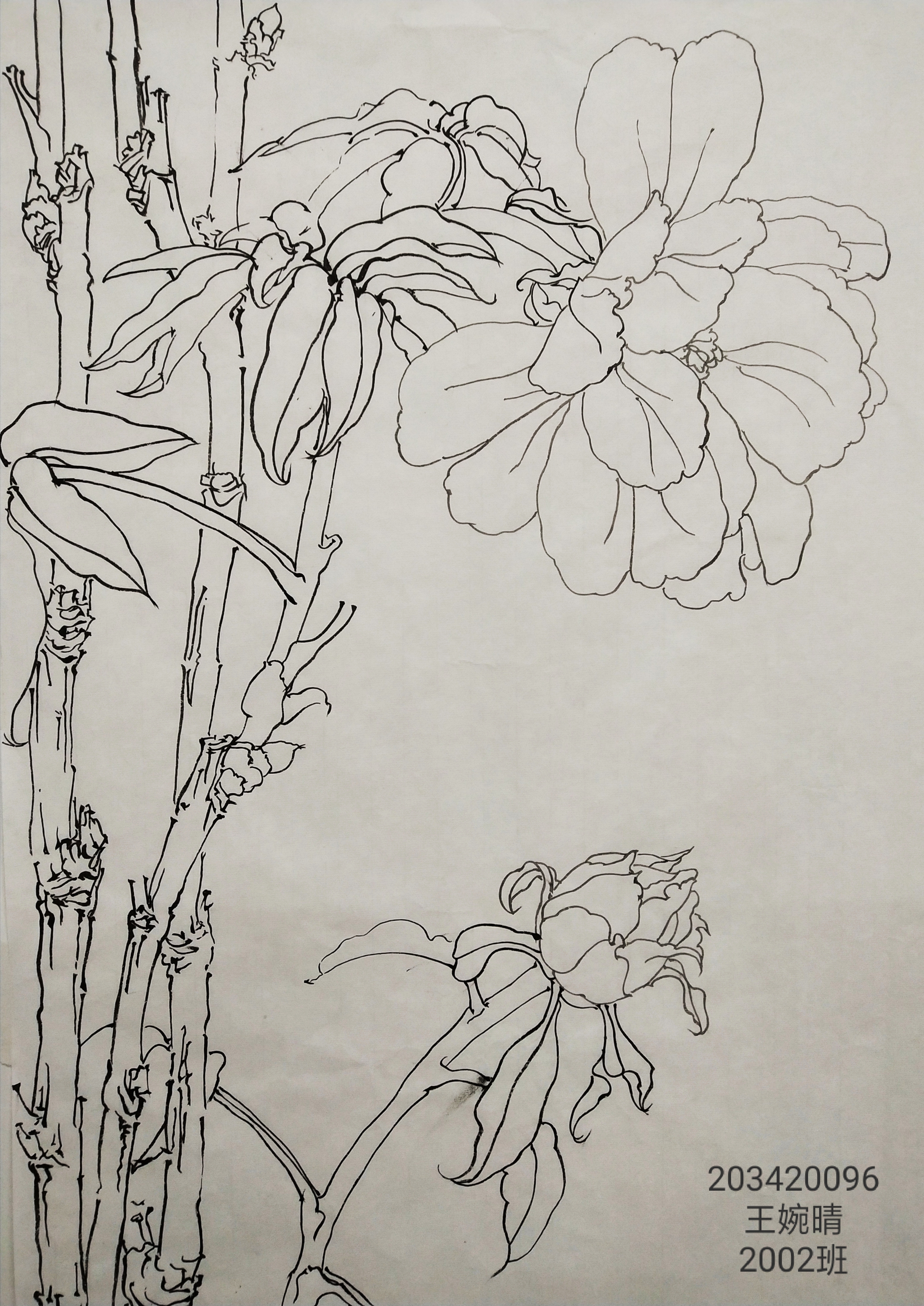 203420096   王婉晴