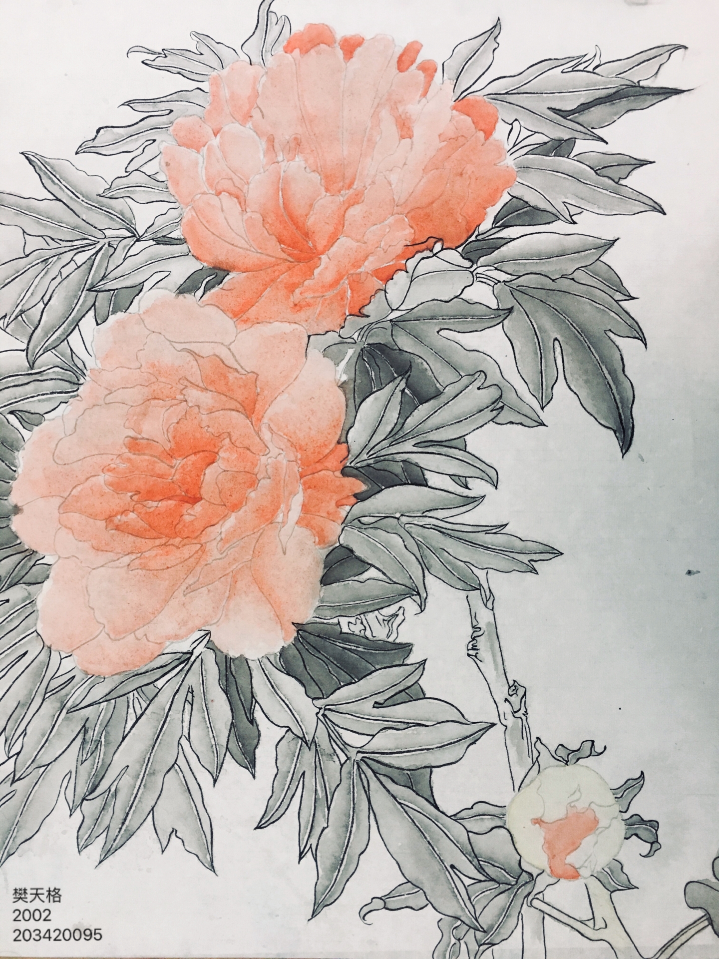 203420095   樊天格   2002 (1)